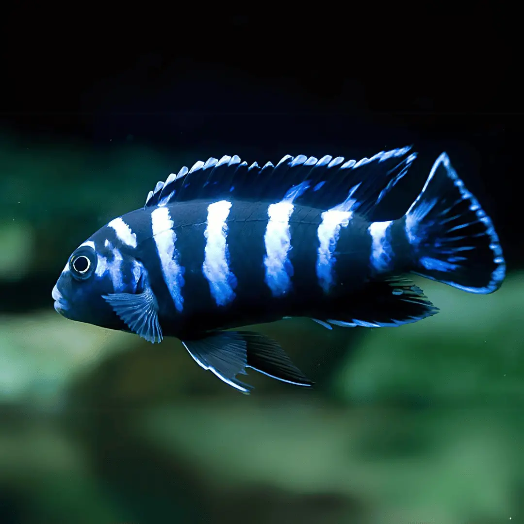 Live Fish Demanson's Cichlid (1.2-1.5 Inches) | Single 1