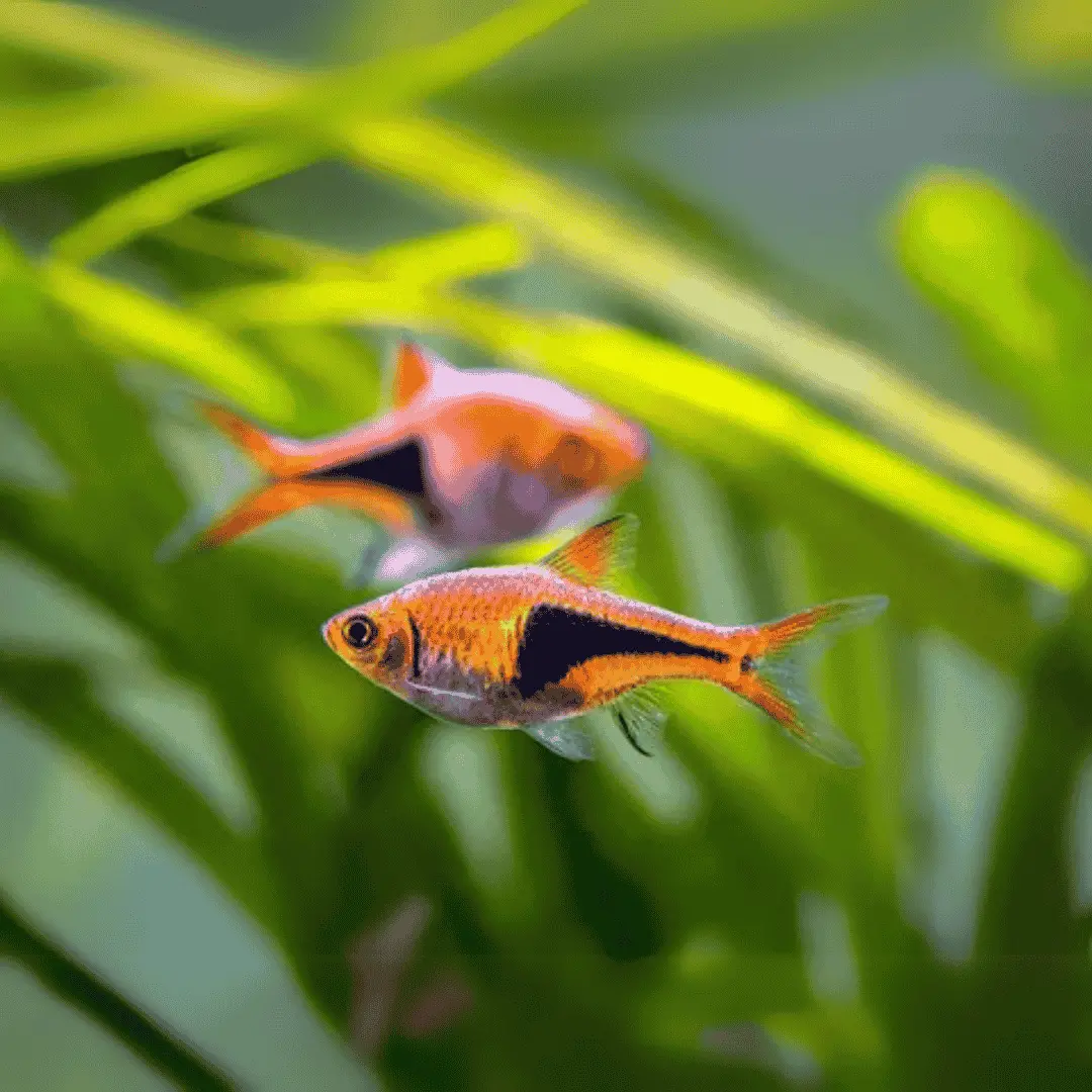 Live Fish Espei Rasbora | Planted Tank Fish | Single 1