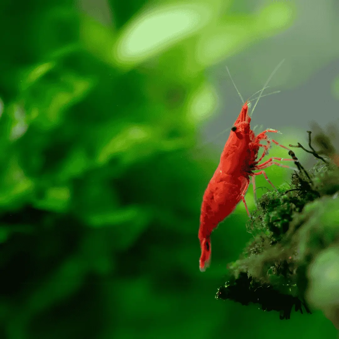 Live Fish Shrimp Fire Red | Single 3