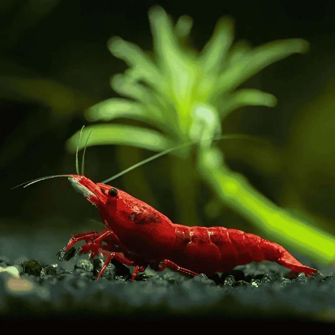 Live Fish Shrimp Fire Red | Single 2