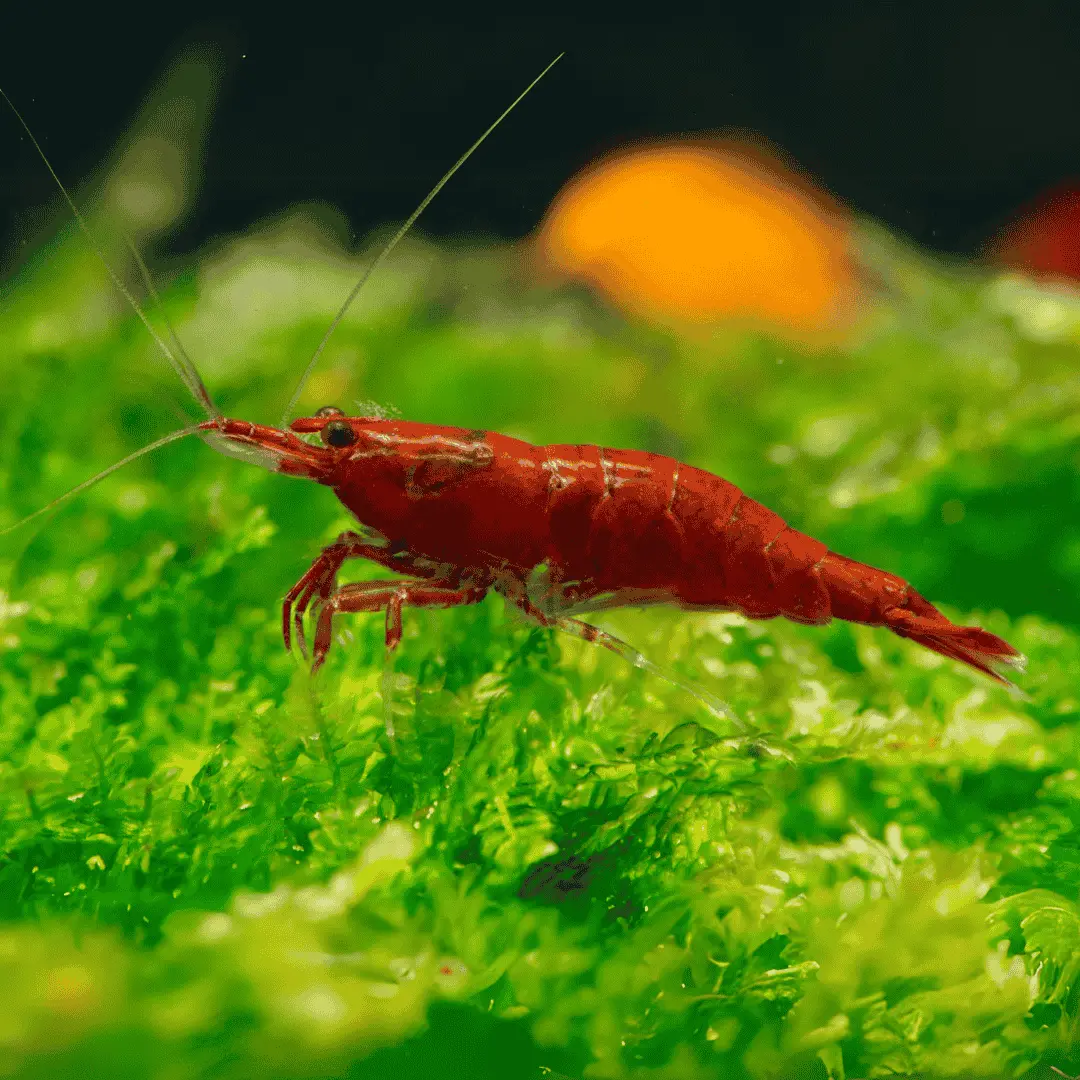 Live Fish Shrimp Fire Red | Single 1