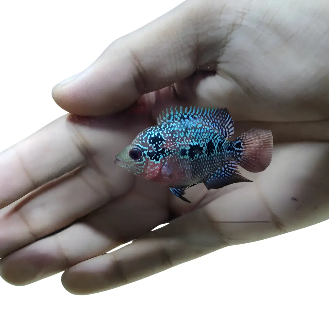 Live Fish Flower Horn Srd (1.5 - 2 Inches) | Single 2
