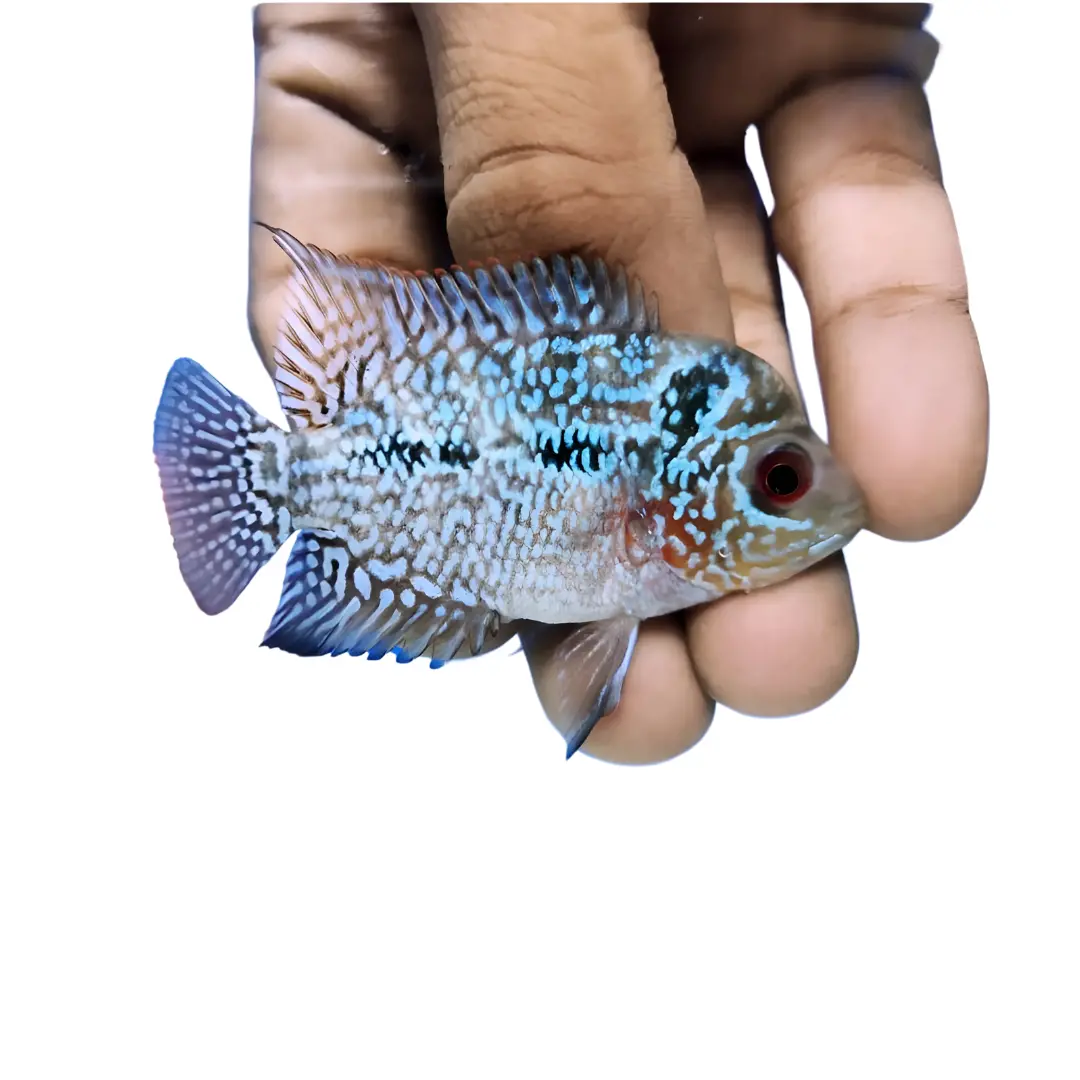 Live Fish Flower Horn Srd (1.5 - 2 Inches) | Single 1