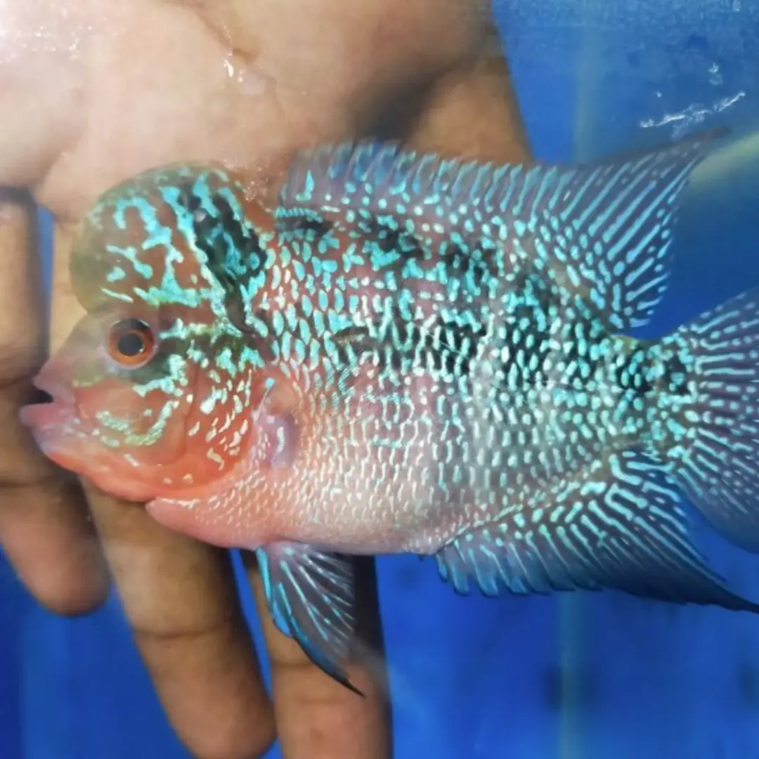 Live Fish Flower Horn Srd Monster Cock (2.5-3 Inches) | Male 1