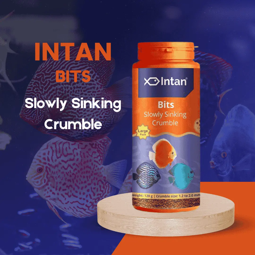 Food Intan Bits Slow Sinking Crumble Large 120Gm 1