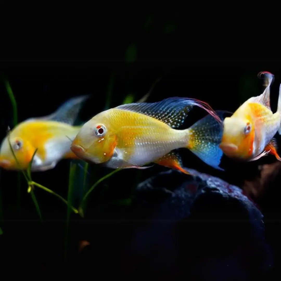 Live Fish Geophagus Albino Heckelii (5-6 Inches) | Single 2