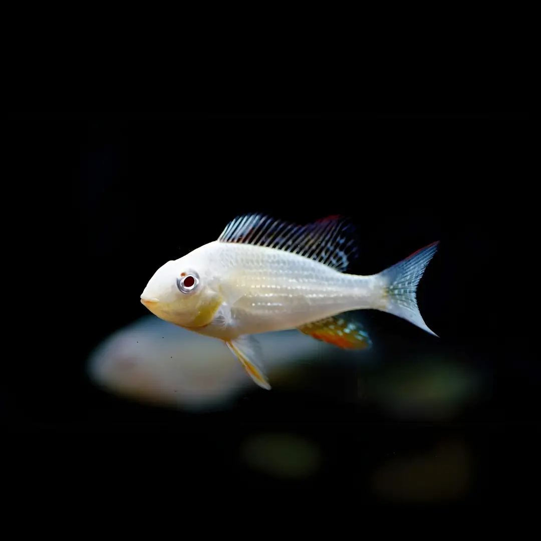 Live Fish Geophagus Albino Heckelii (2-3 Cms) Single 1