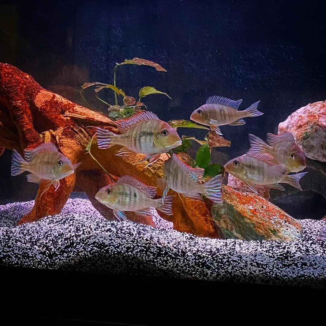 Live Fish Geophagus Red Head Tapajos (3 Inches) | Single 1