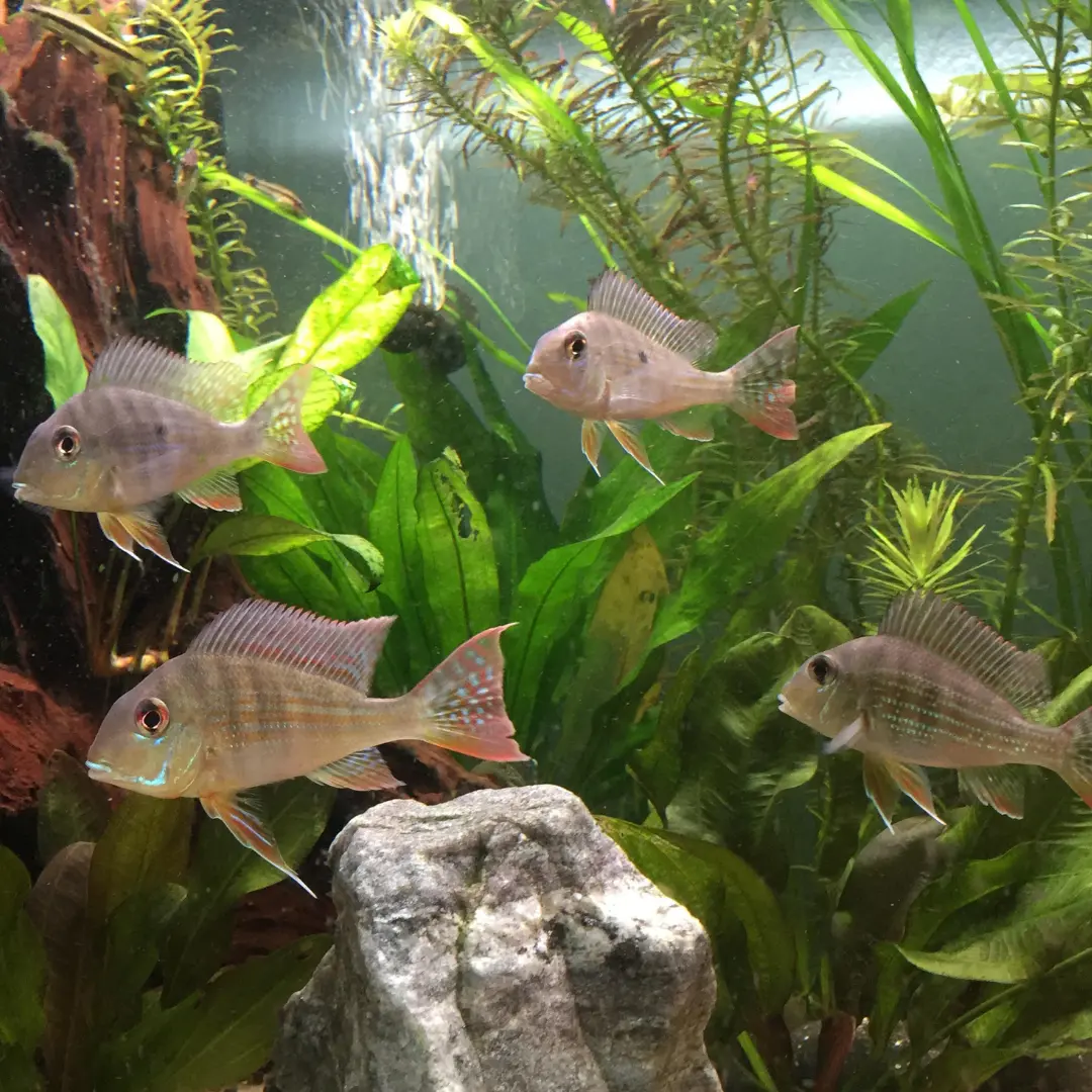 Live Fish Geophagus Red Head Tapajos (5-6 Cms) Single 2