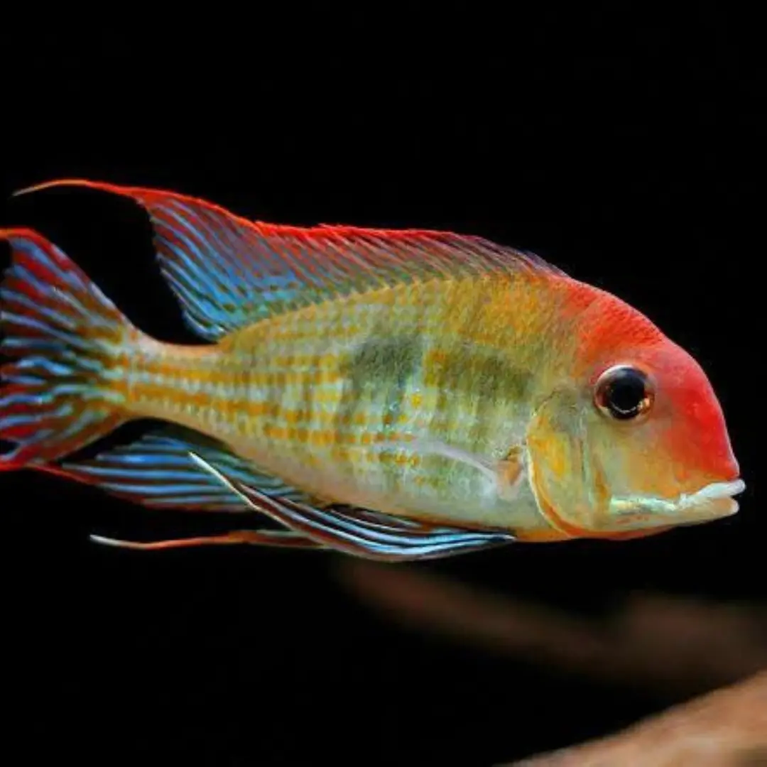 Live Fish Geophagus Red Head Tapajos (5-6 Inches) | Single 1