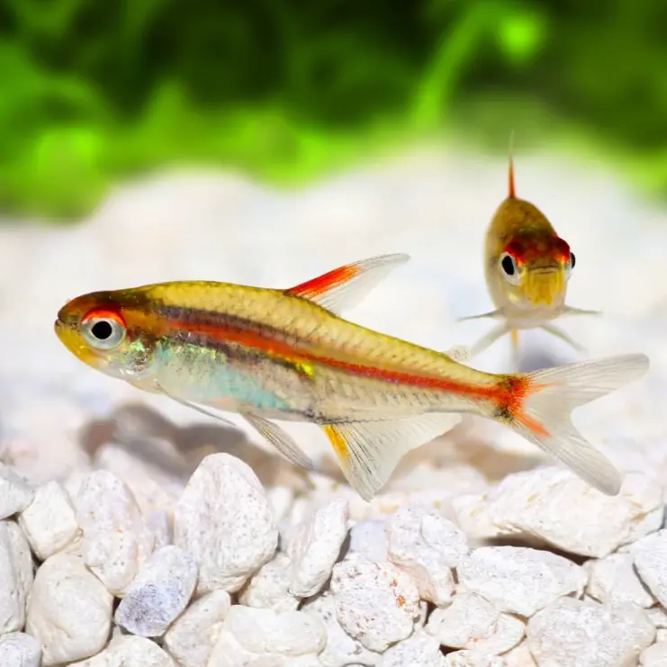 Live Fish Glow Light Tetra | Planted Tank Fish | Single 1