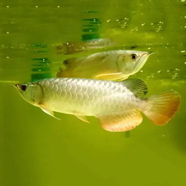 Live Fish Golden Arowana Super High Back (6 Inches) With Certificate 1