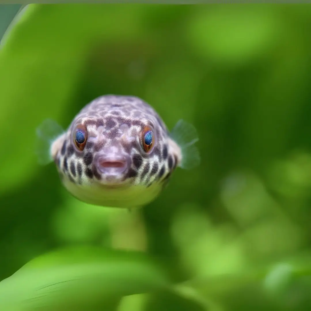 Live Fish Golden Spotted Puffer (2 Inches) | Single 1