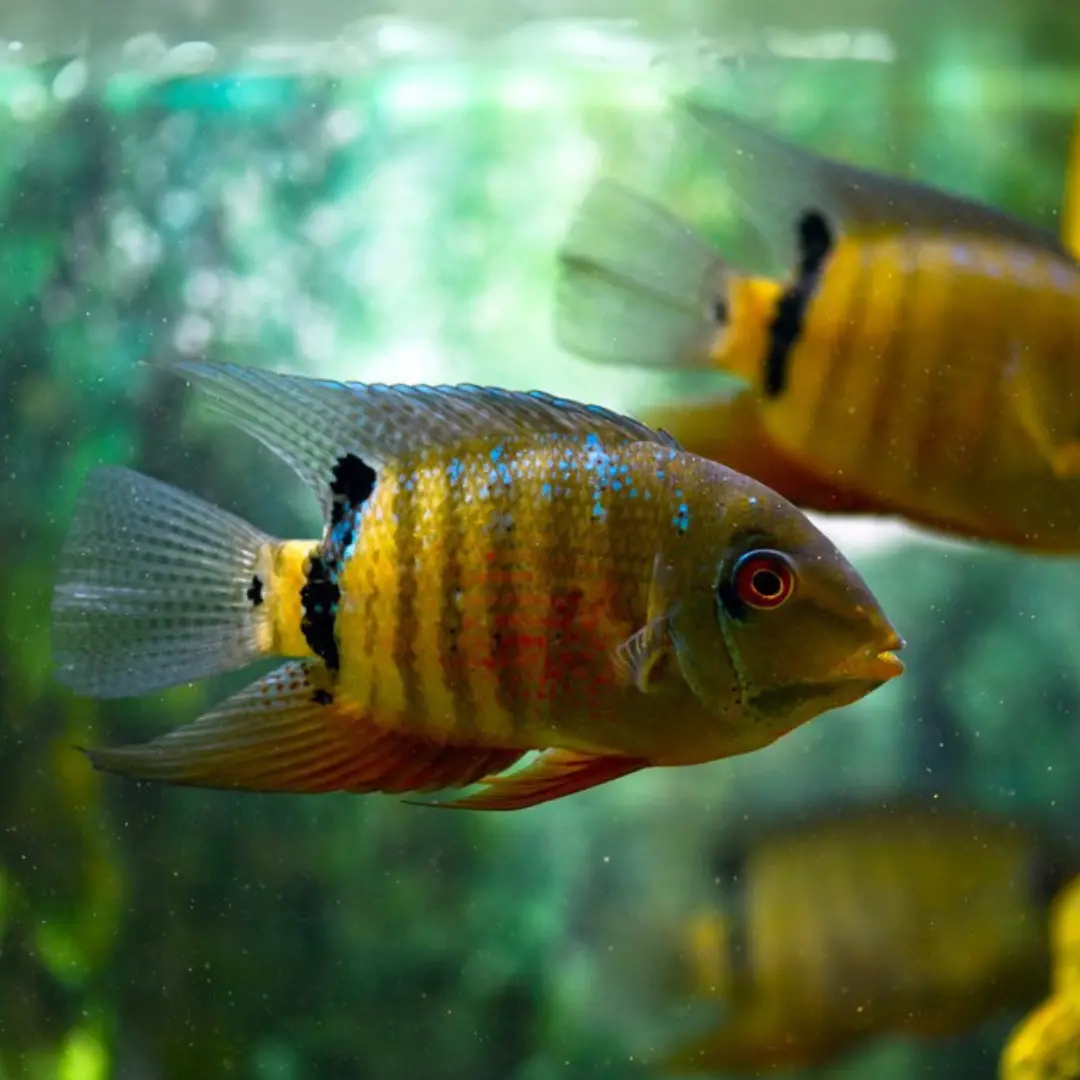 Live Fish Green Severum (2 Inches) | Single 2