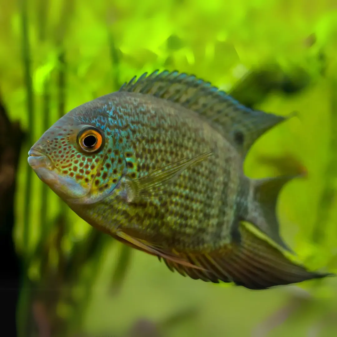 Live Fish Green Severum (2 Inches) | Single 1