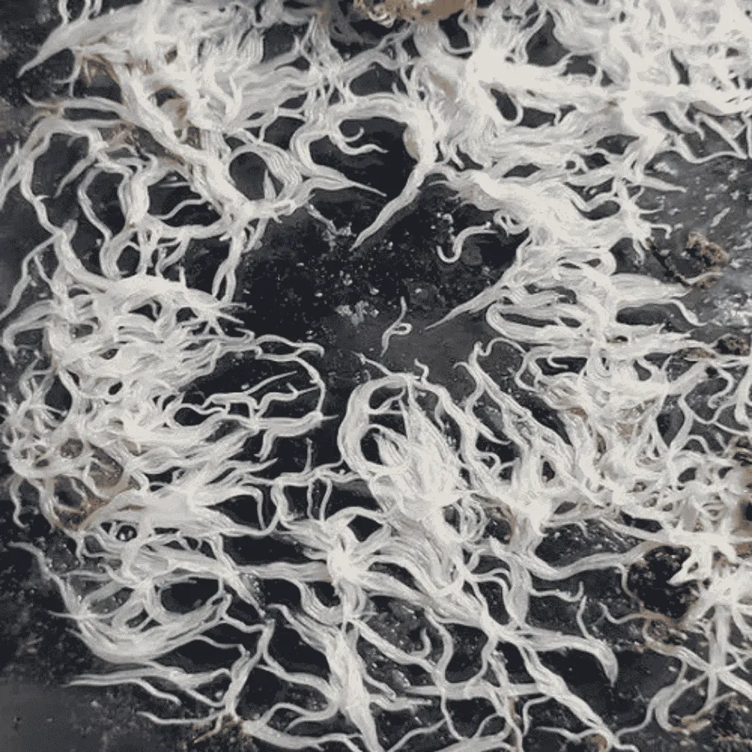 Live Fish Grindal Worms Starter Culture - Live Pack 1