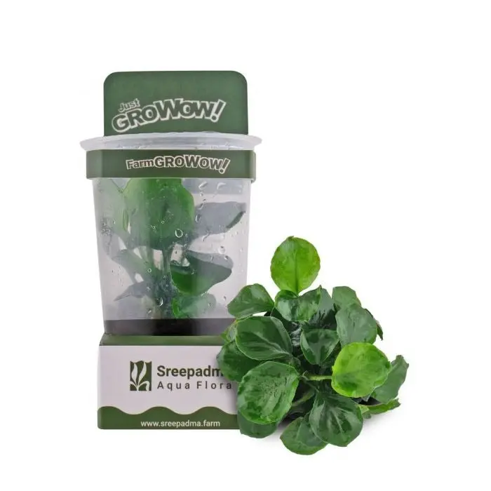 Growow! B21c Anubias Barteri Coin Leaf 1