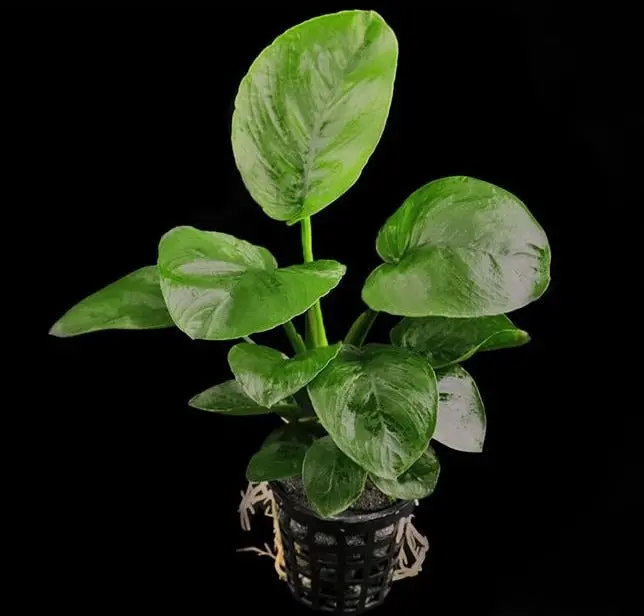 Growow! B25 Anubias Butterfly 1
