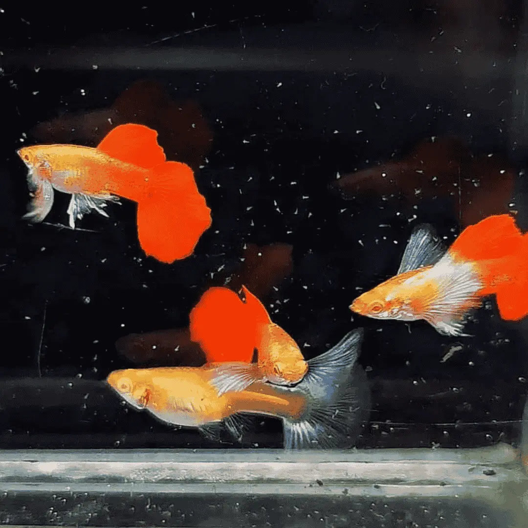 Live Fish Guppy Albino Red Tail Dumbo Ear 1