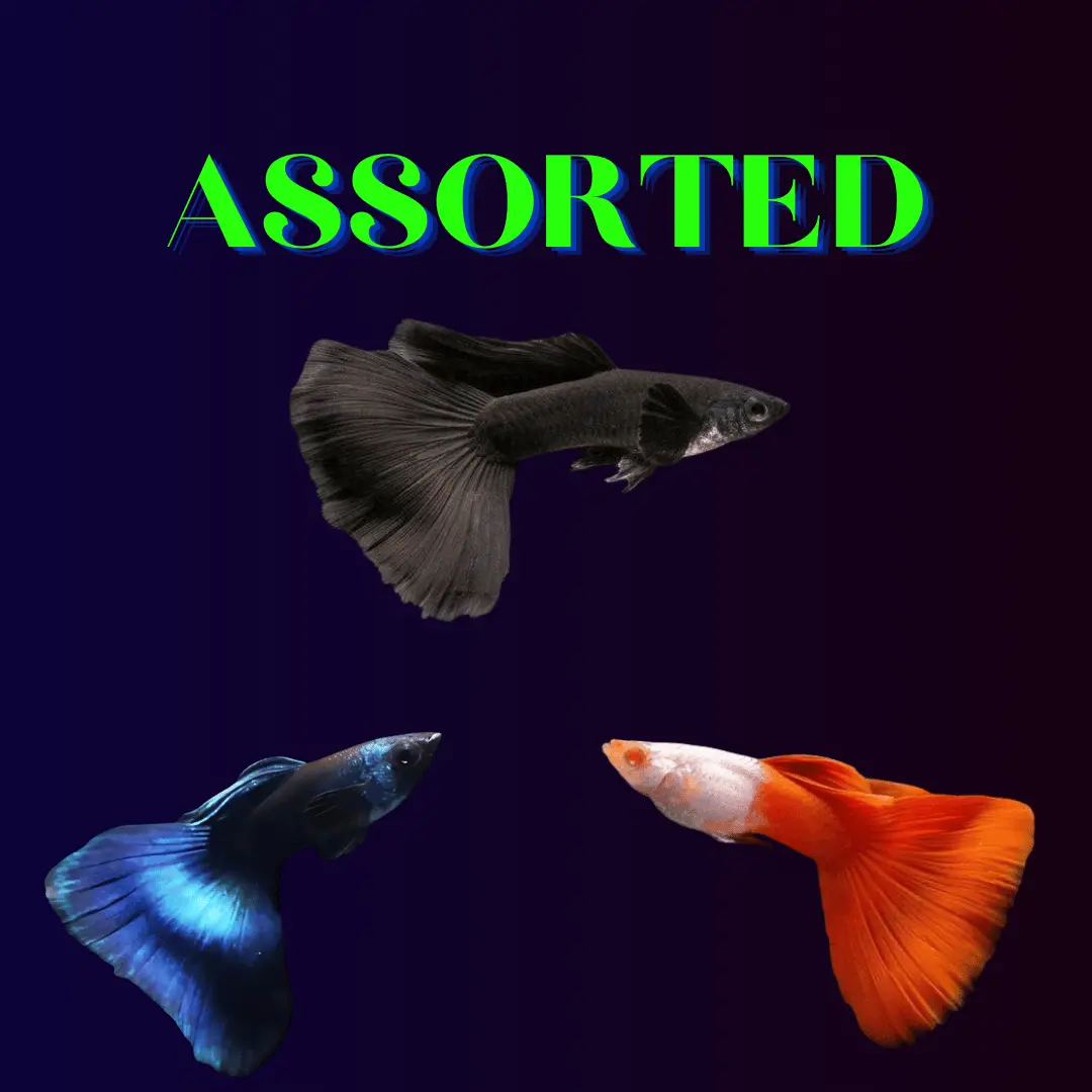 Live Fish Guppy Assorted (Pair) = Full Black┃Blue Green Mosco┃Albino Red Silverado 1