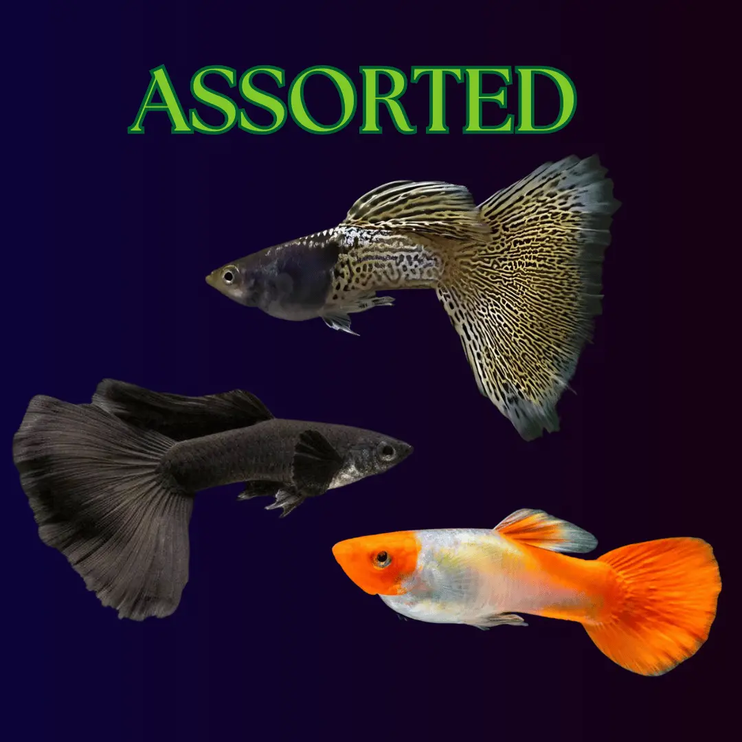 Live Fish Guppy Assorted (Pair) = Metal Yellow Lace┃Full Black Guppy┃Koi Guppy 1