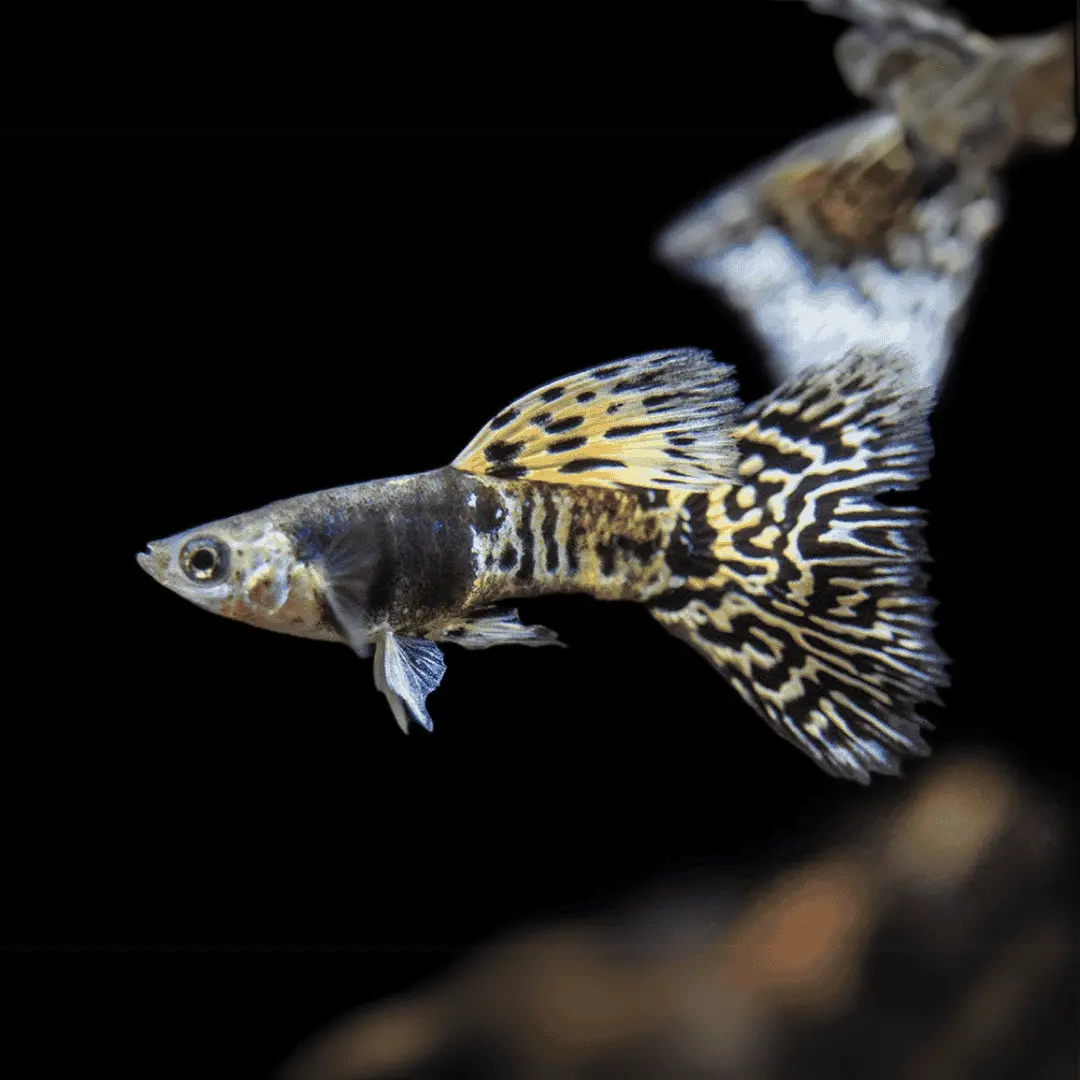 Live Fish Guppy Siam Yellow Tiger 2