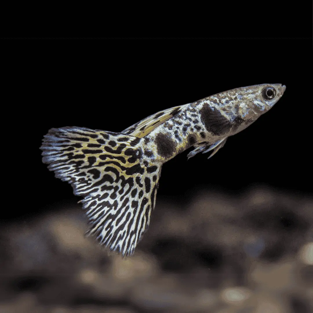 Live Fish Guppy Siam Yellow Tiger 1