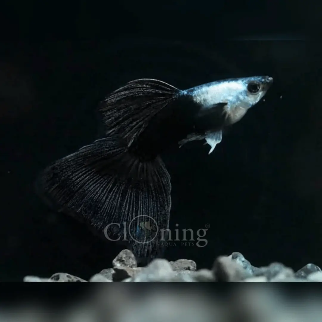 Live Fish Guppy Silvarado Dark-Night 1