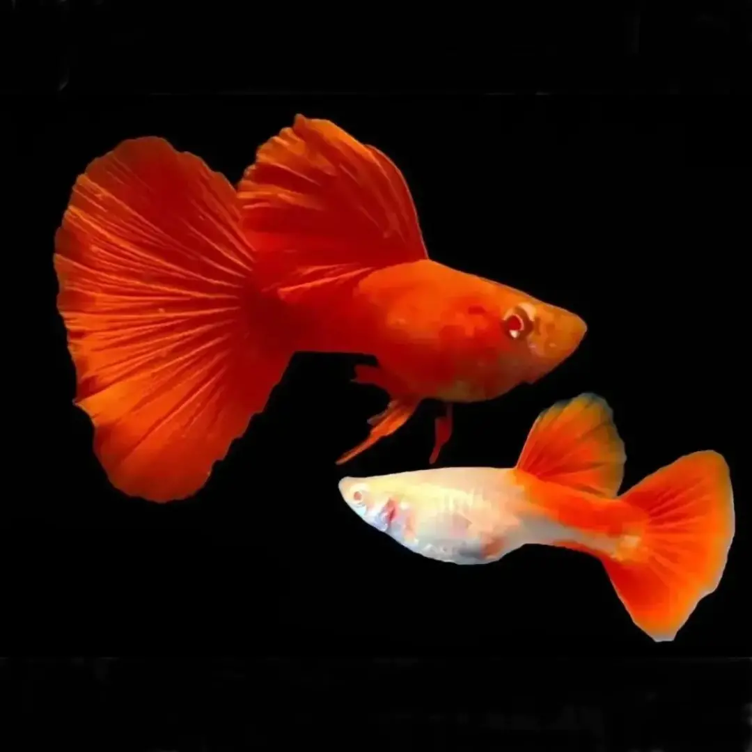 Live Fish Guppy Albino Full Red 1