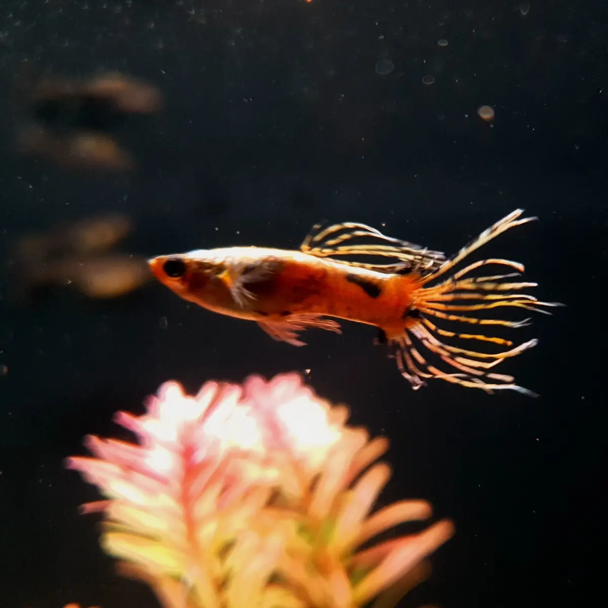 Live Fish Guppy Galaxy Crown Tail 1
