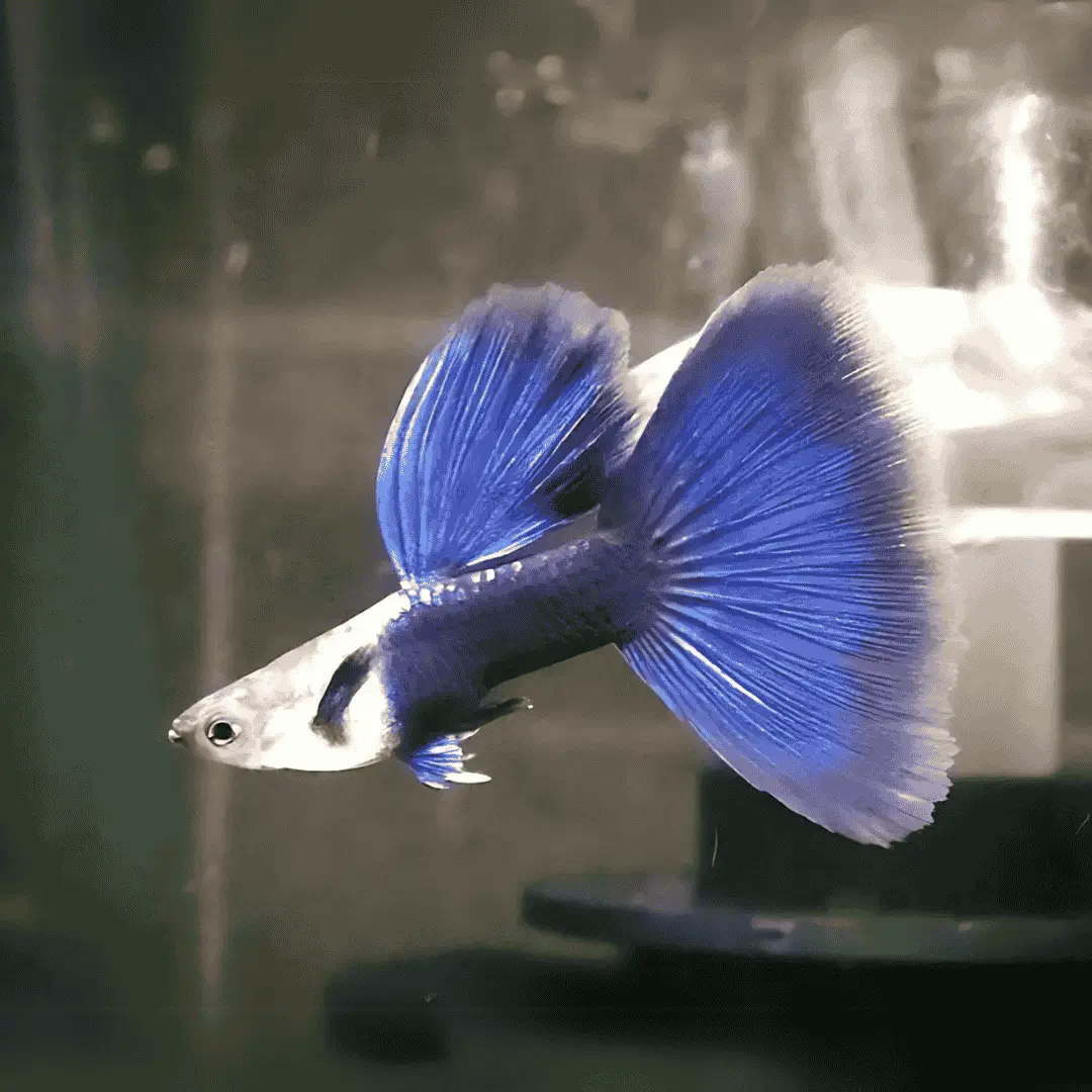 Live Fish Guppy Hb Blue 1