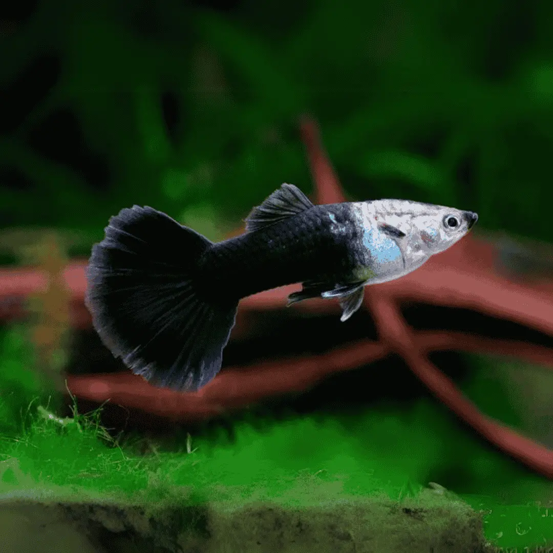 Live Fish Guppy Half Black 1