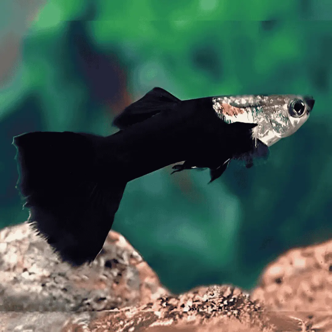 Live Fish Guppy Half Black 2