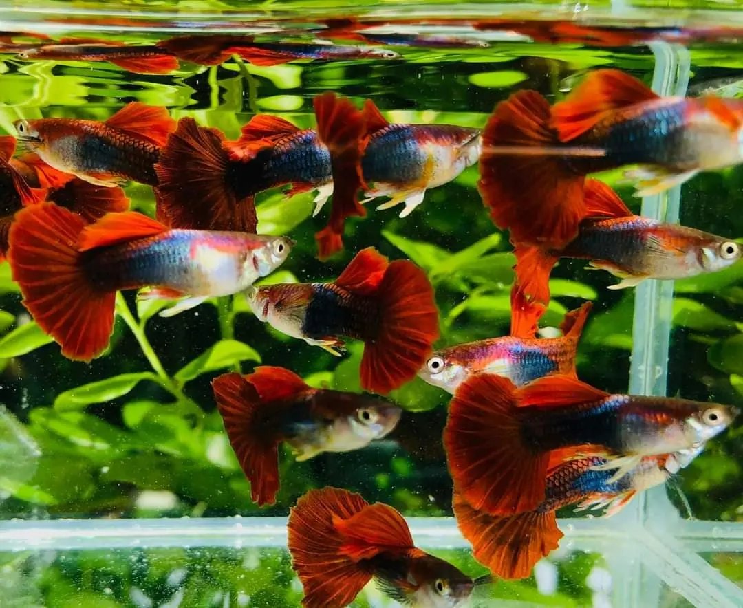 Live Fish Guppy Hb Red Rose 3