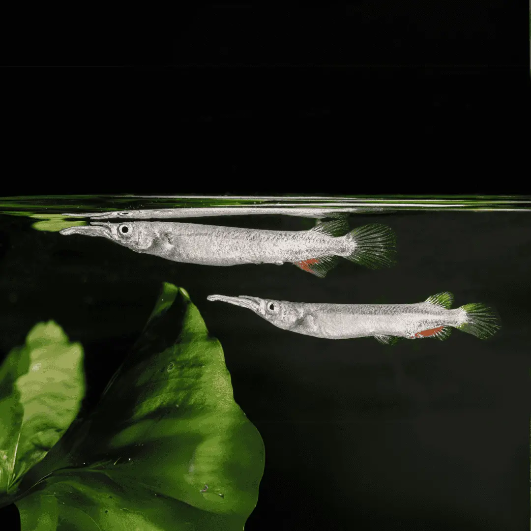 Live Fish Half Beak - Planted Tank Fish - Each 1
