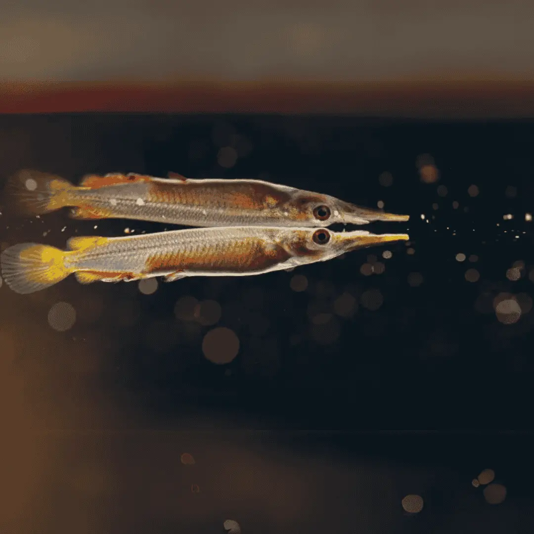 Live Fish Half Beak - Planted Tank Fish - Each 2