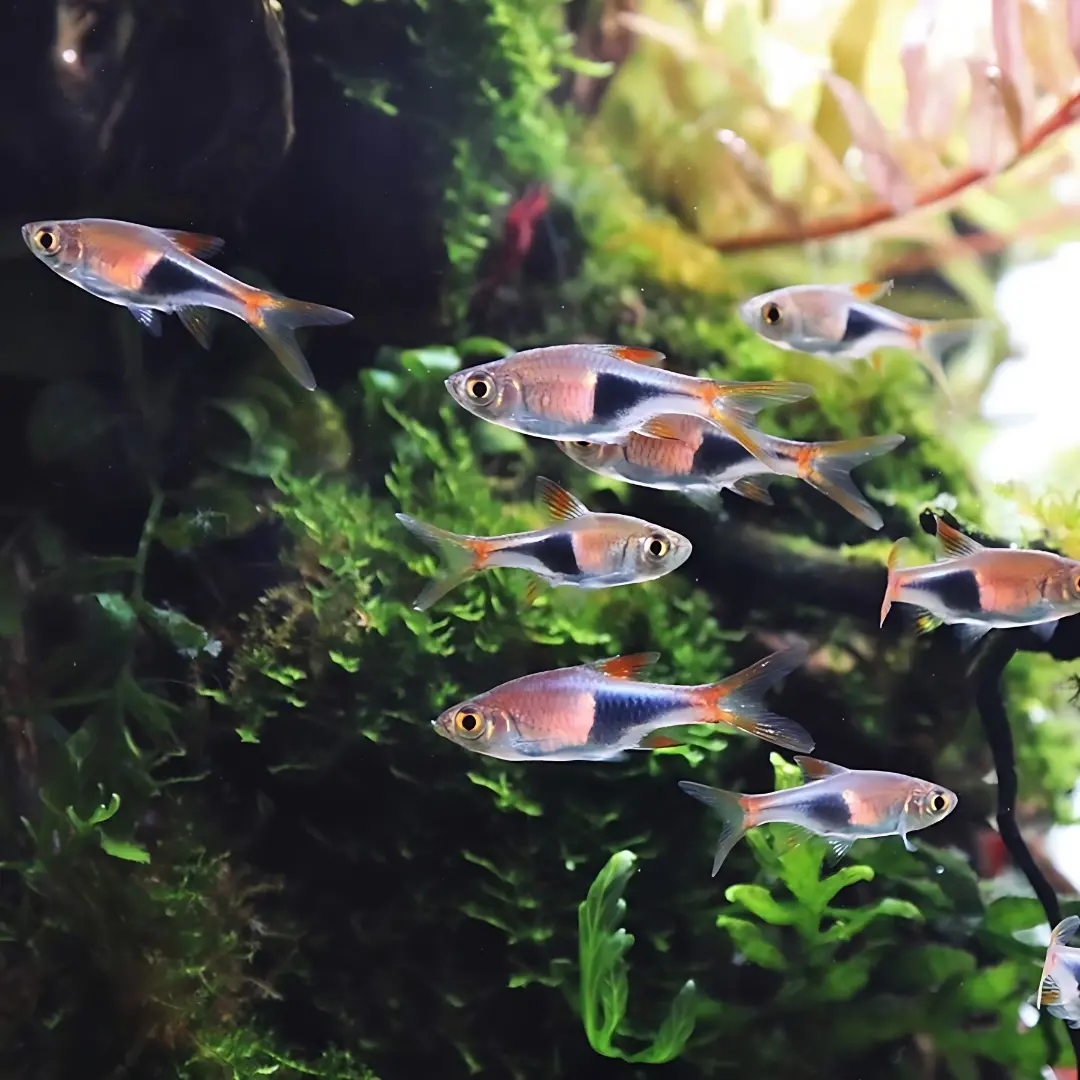Live Fish Harlequin Rasbora | Planted Tank Fish | Single 1