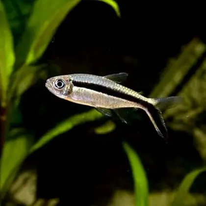 Live Fish Hockey Stick | Planted Tank Fish | Single 1