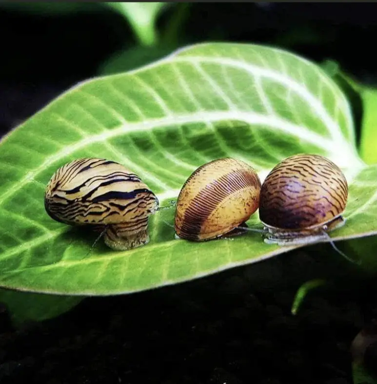 Live Fish Algae Eater Indian Nerite Snail | Single 1