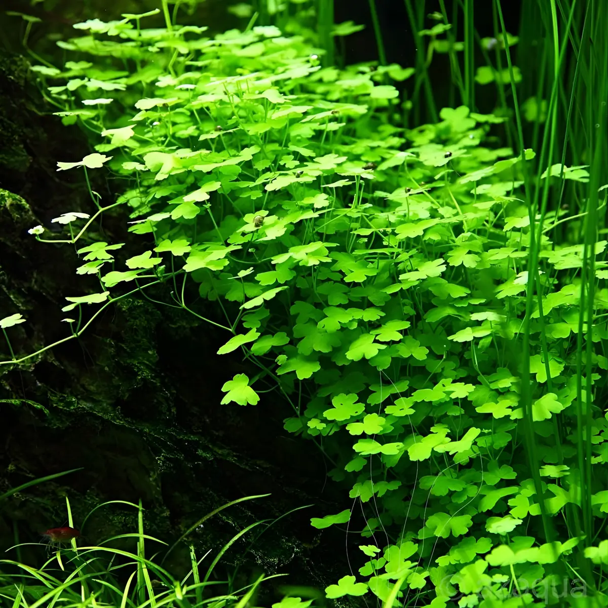 Sreepadma Jr5 Hydrocotyle Tripartita | Tc Live Plants 1