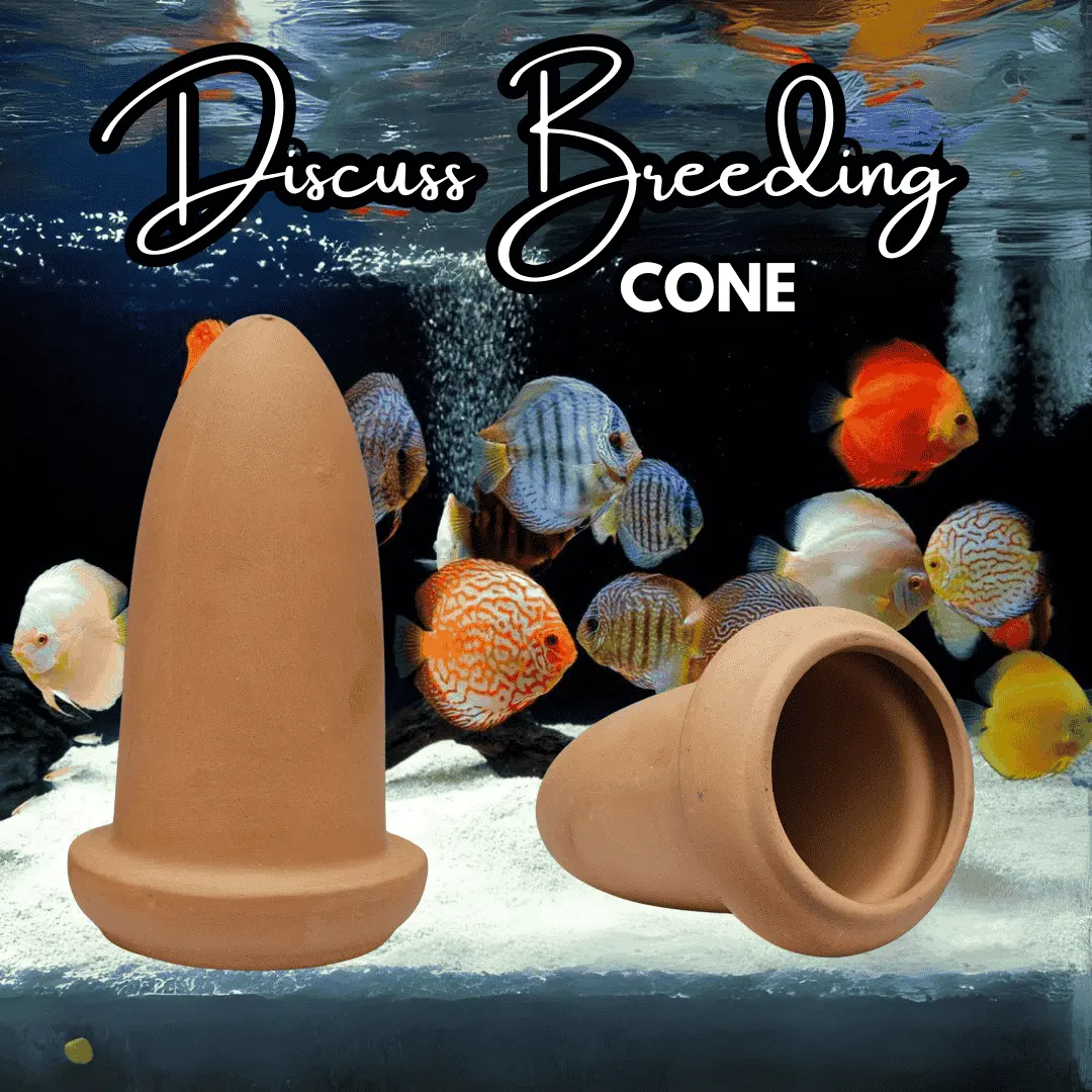 Japanese Clay Discus Breeding Cone Clay Single (H10*W4) 1