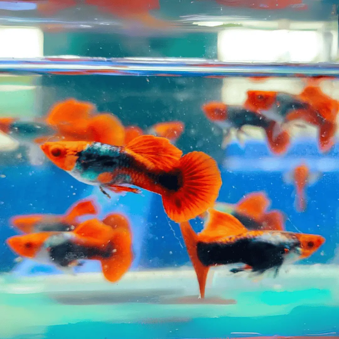Live Fish Guppy Tuxedo Koi 2