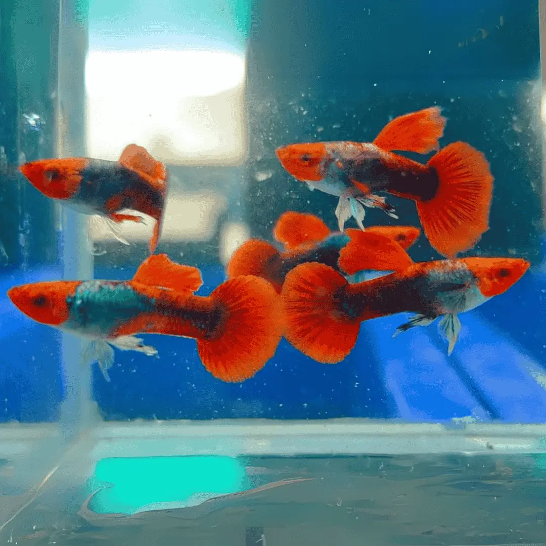 Live Fish Guppy Tuxedo Koi 1
