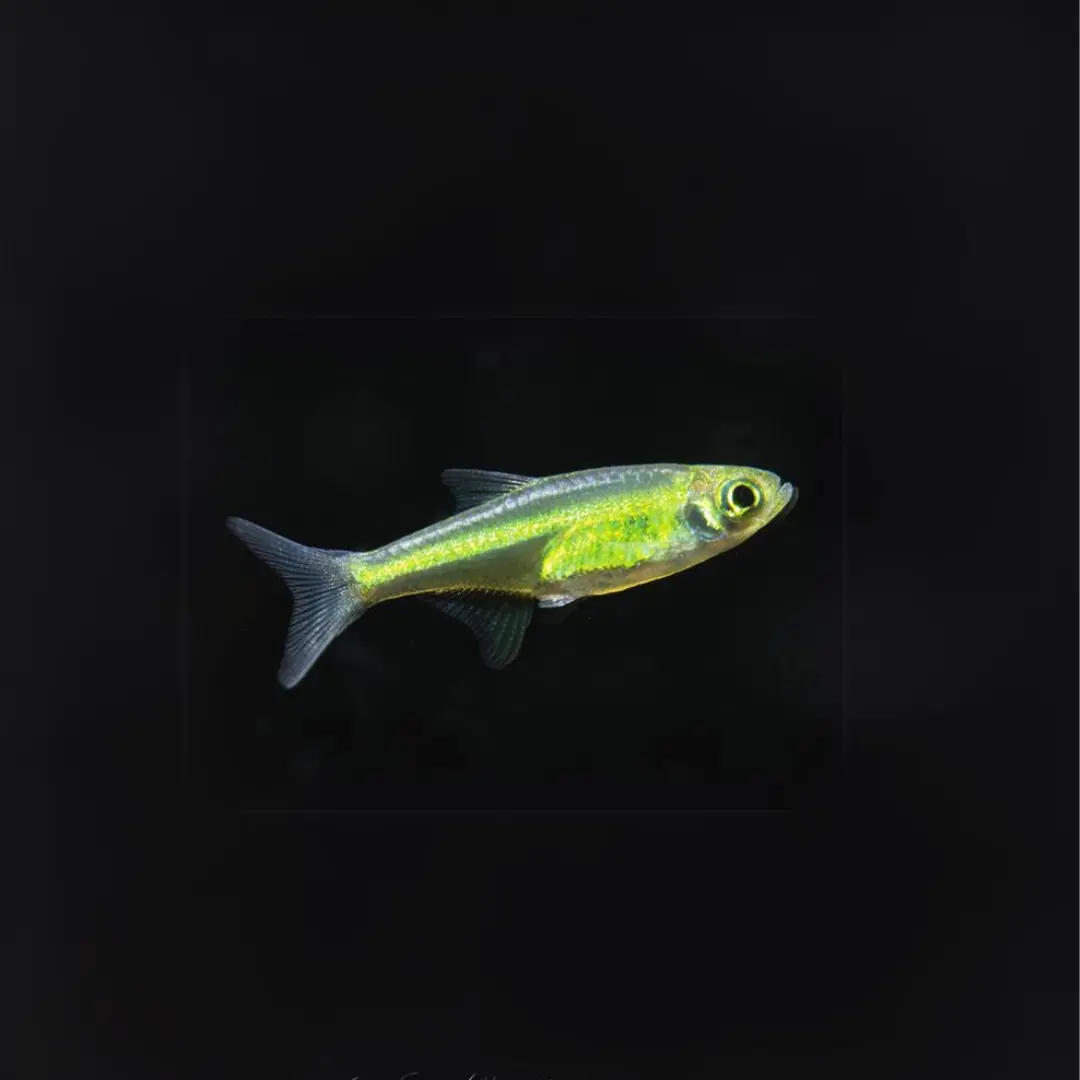 Live Fish Kubatoi Rasbora | Planted Tank Fish | Single 2