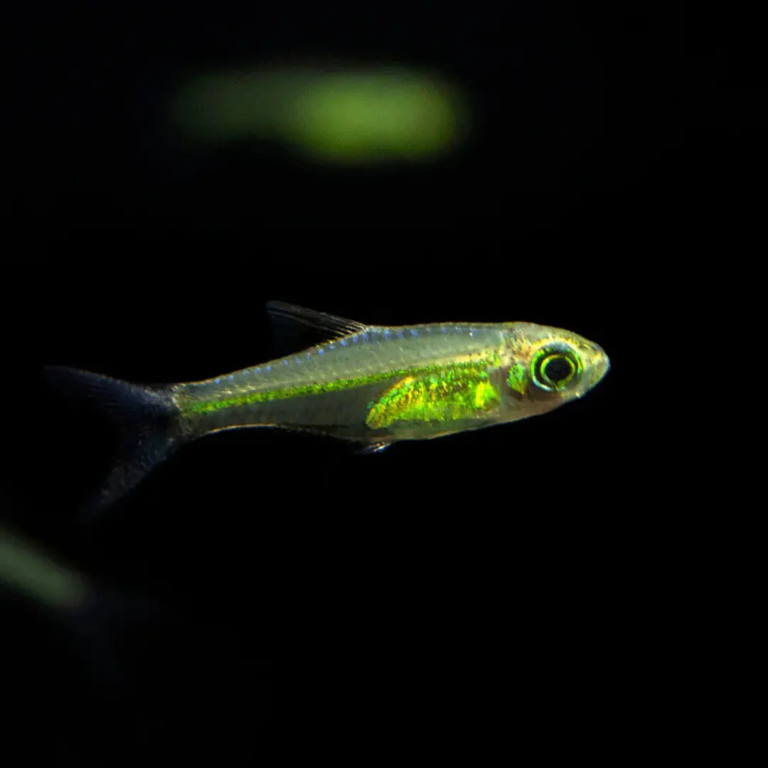 Live Fish Kubatoi Rasbora | Planted Tank Fish | Single 1