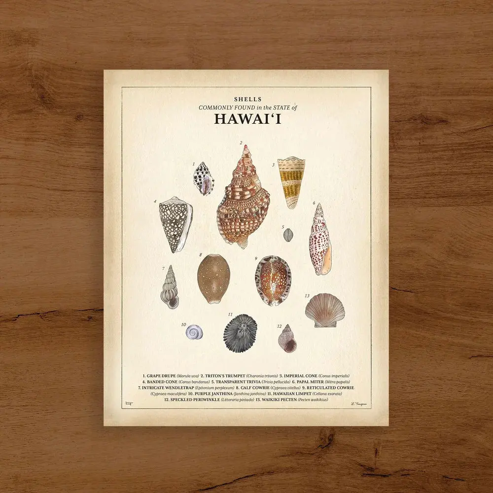 Lauren Trangmar 8"X10" Shells Commonly Found In The State Of Hawaiʻi Print 1