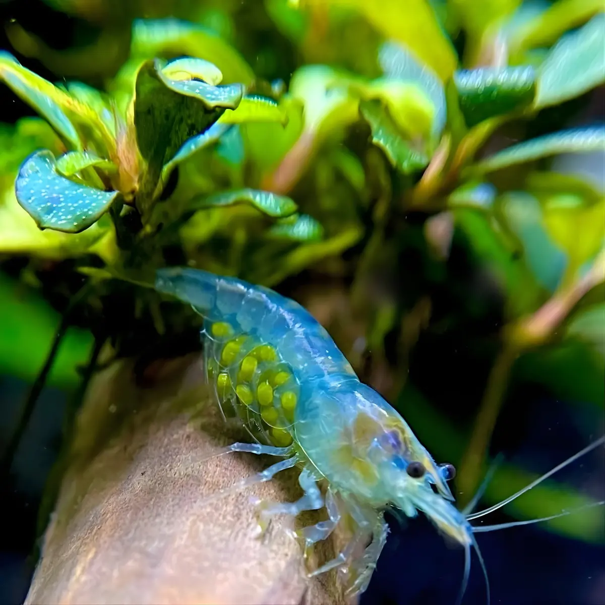 Live Fish Shrimp Blue Jelly | Single 2