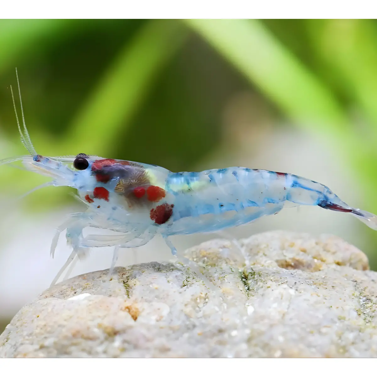 Live Fish Shrimp Blue Jelly | Single 1