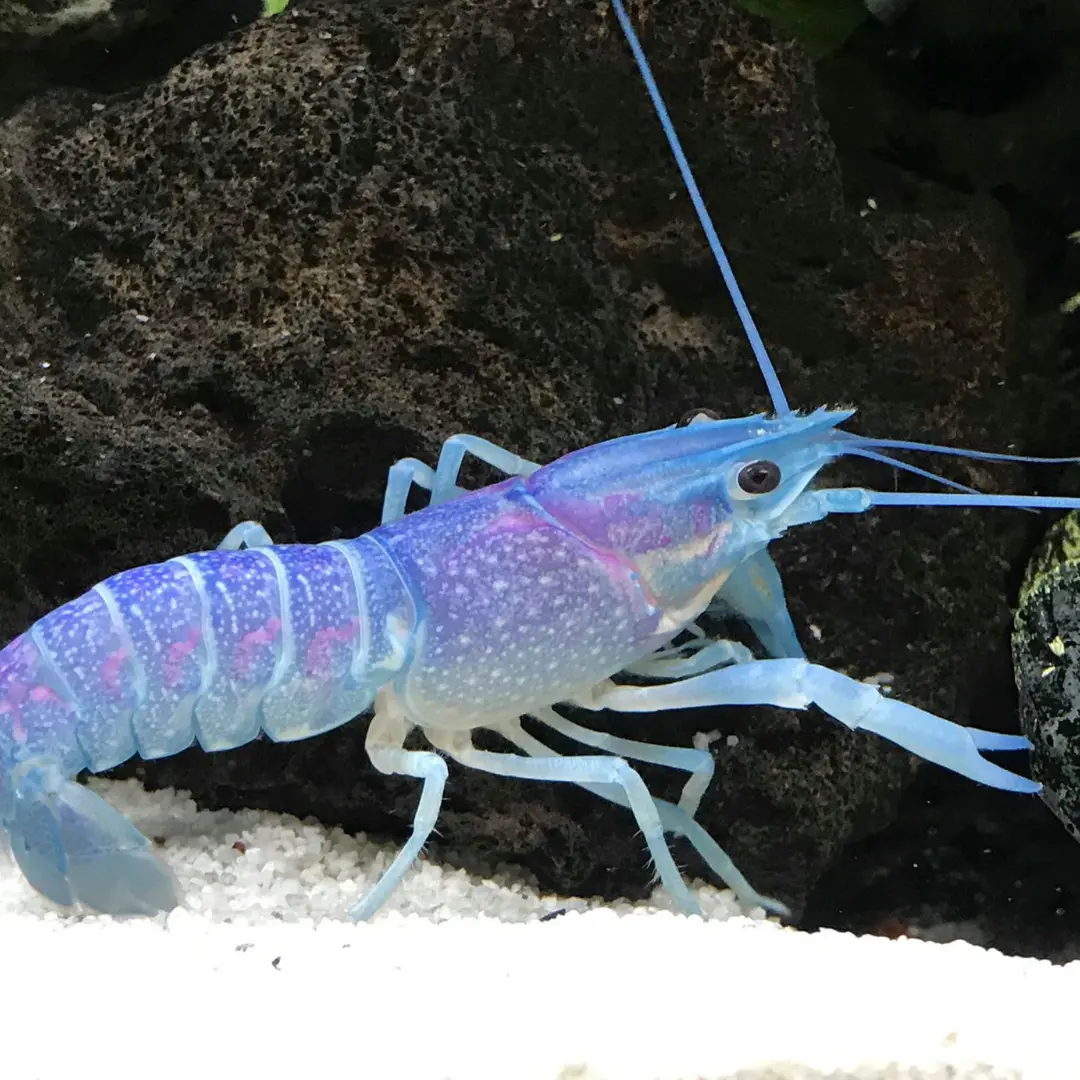 Live Fish Lobster Blue Baby Crayfish (2-3 Cms) | Single 1