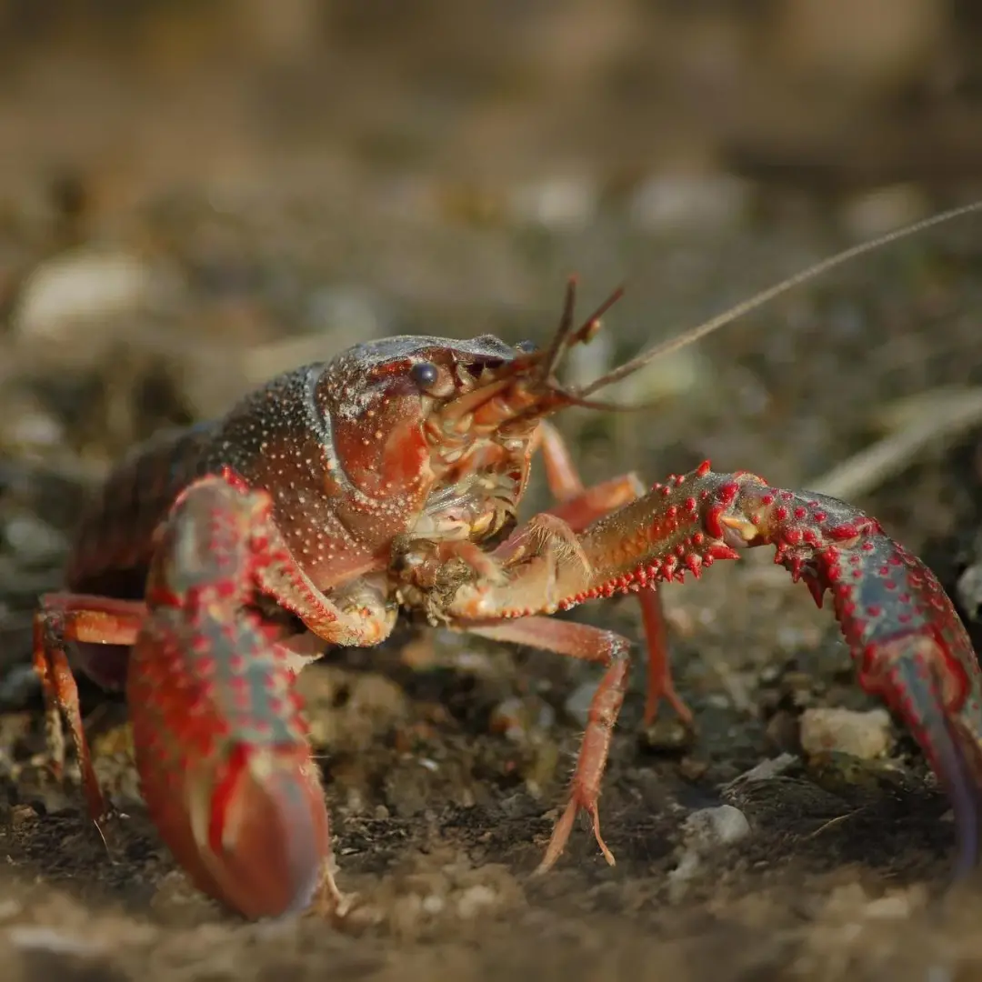 Live Fish Lobster Brown (2-3 Cms) | Single 1